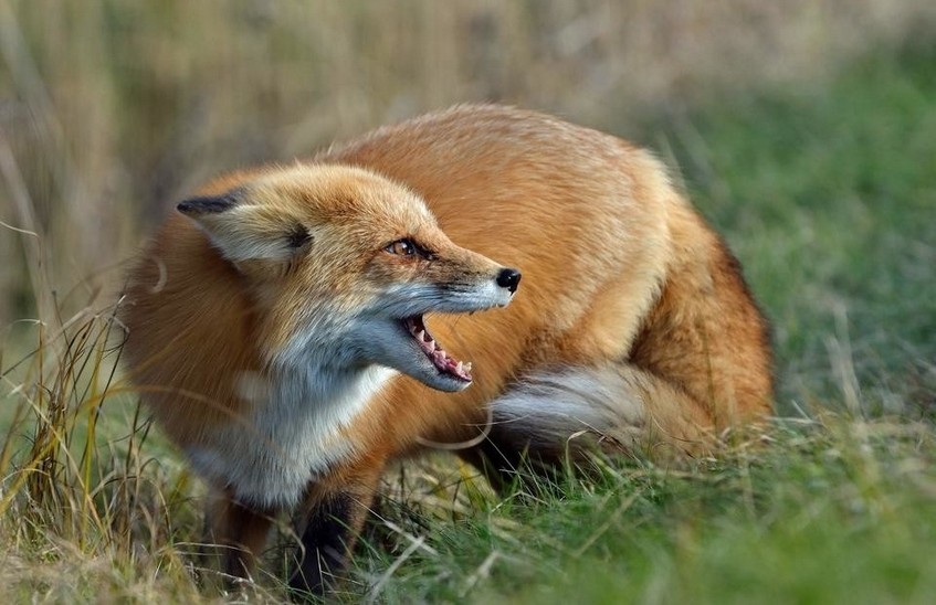 В Сарове вновь обнаружены трупы лис