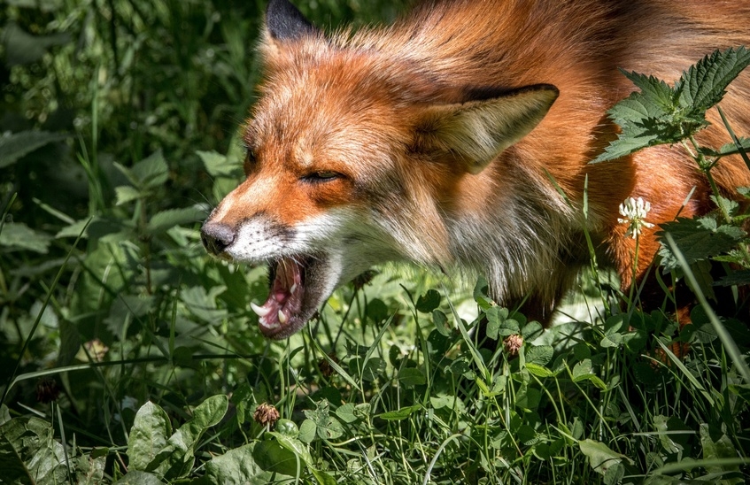 В Сарове обнаружены зараженные бешенством лисы (ВИДЕО)