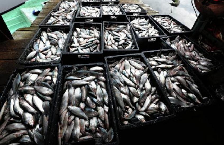 147 тонн рыбы задержали в Нижегородской области