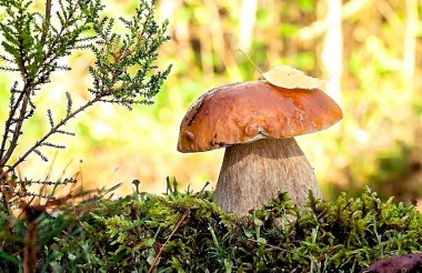 Грибы из нижегородских лесов могут быть опасны для здоровья