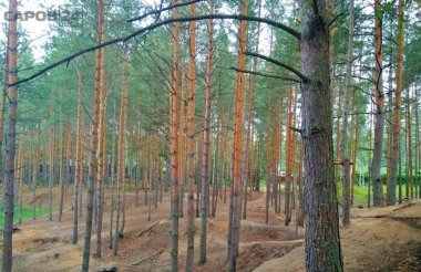 Запрет на посещение лесов в Сарове снят