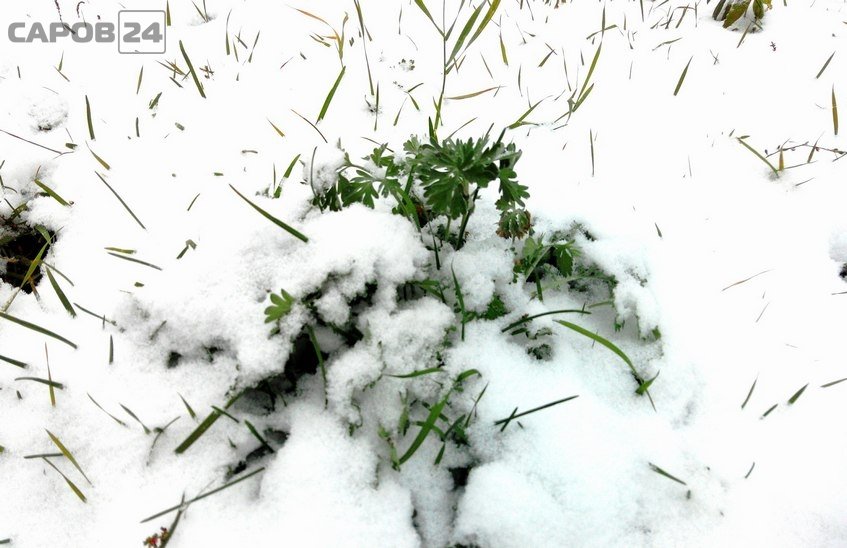 Похолодание до -5, ледяной дождь и снег ожидаются в Сарове