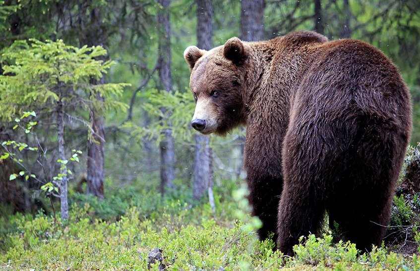 Саровский медведь ушел в глубь леса