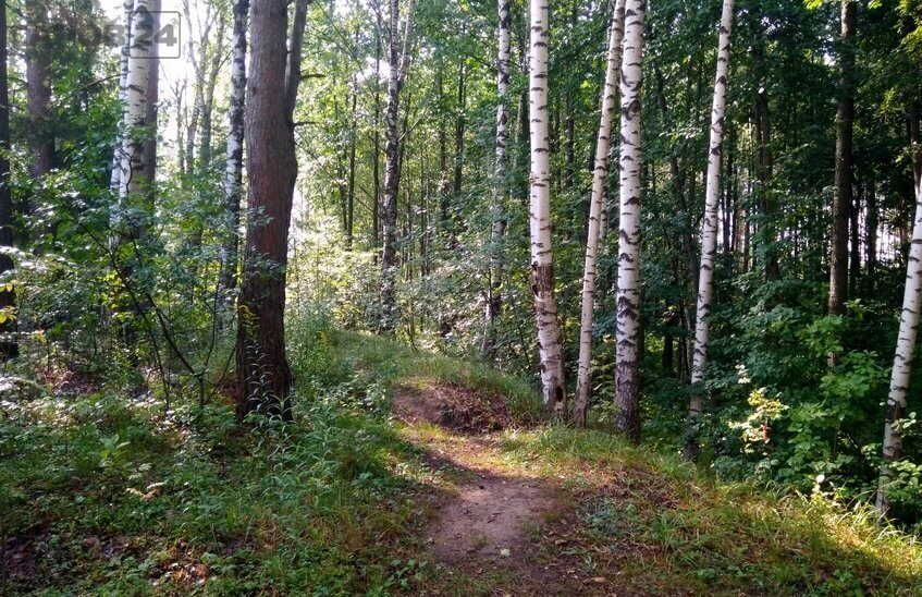Полный запрет на посещение лесов начал действовать в Нижегородской области