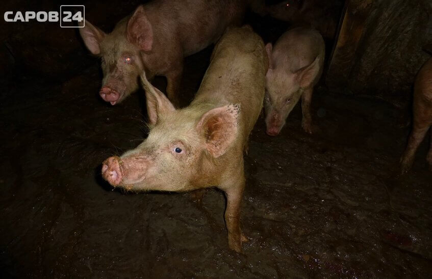Госветслужба ликвидировала за год 18 вспышек африканской чумы свиней в Нижегородской области
