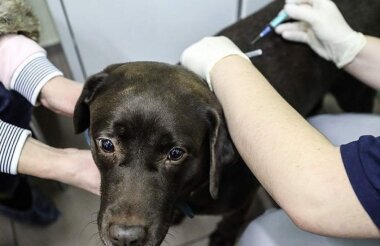 Онлайн-запись к ветеринару стала доступна для саровчан