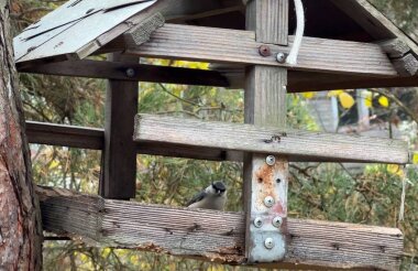Акция «Покормите птиц зимой!» стартовала В Нижегородской области