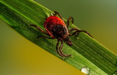 90 саровчан пострадали от укусов клещей с начала весны