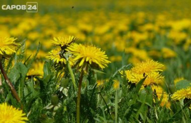 Жаркая погода ожидает жителей региона в последнюю неделю весны (ВИДЕО)