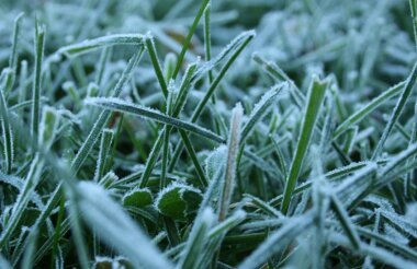 Заморозки до -4°С ожидаются в регионе