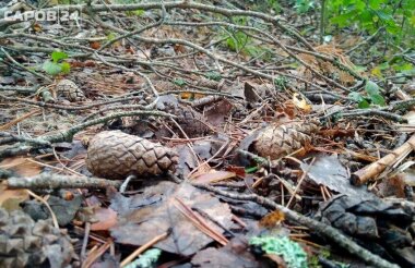 Чрезвычайная пожароопасность ожидается в регионе