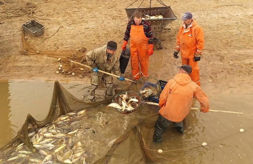 Объемы производства товарной рыбы увеличились в Нижегородской области