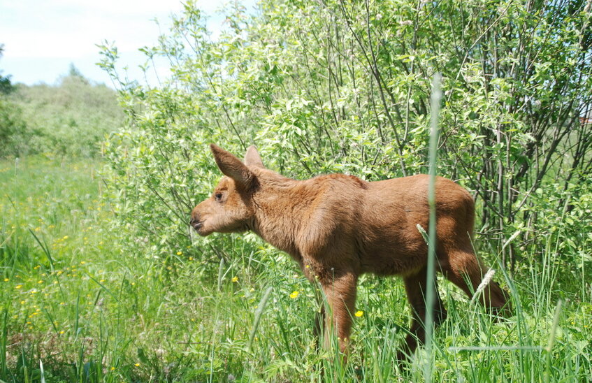 Численность диких животных увеличилась в Нижегородской области