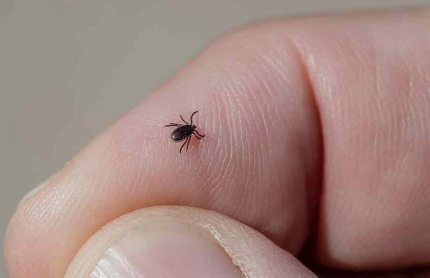 13 саровчан пострадали от укусов клещей за неделю