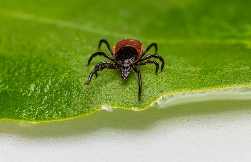 8 саровчан пожаловались на укусы клещей на прошлой неделе