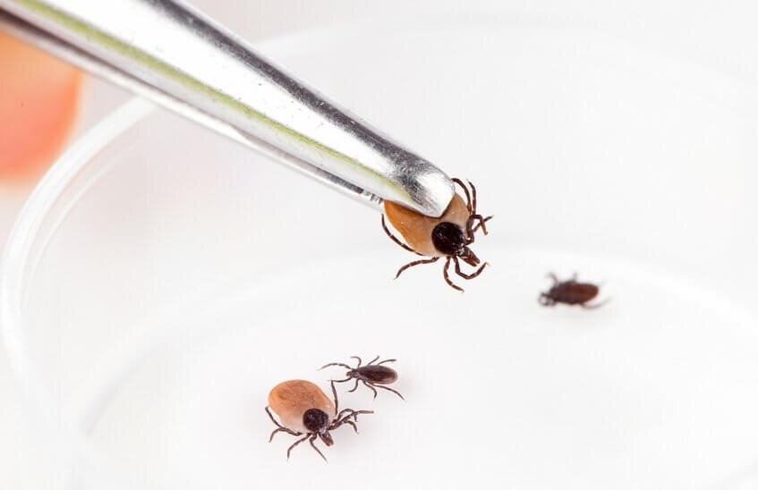 32 заражённых клеща выявлено в саровских лабораториях