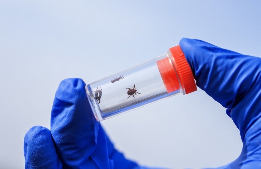 13 обращений из-за укусов клещей зарегистрировано в Сарове за неделю