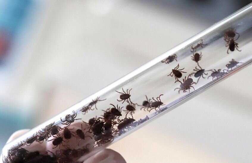 23 саровчанина пострадали от укусов клещей за неделю