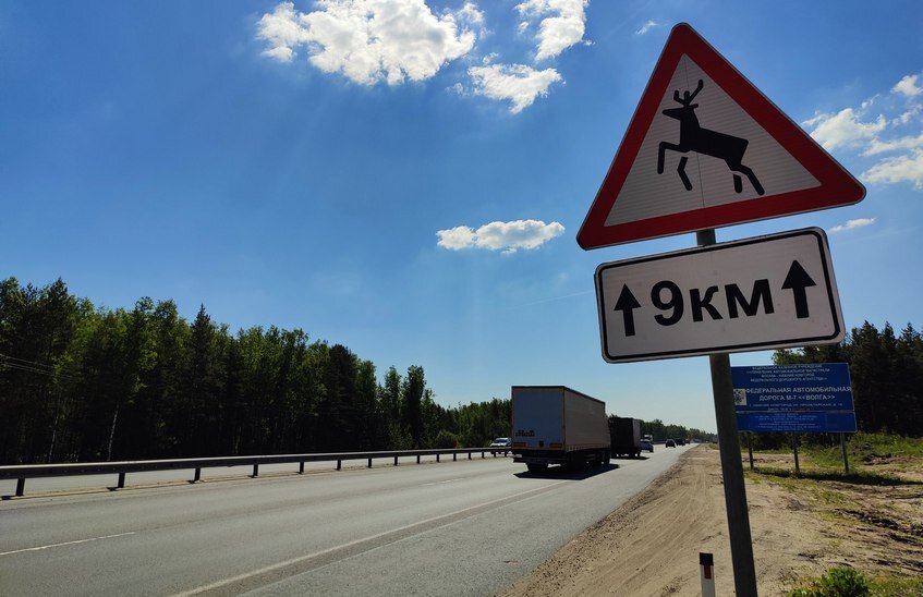 Минлесхоз региона предупреждает автомобилистов о брачном периоде у лосей