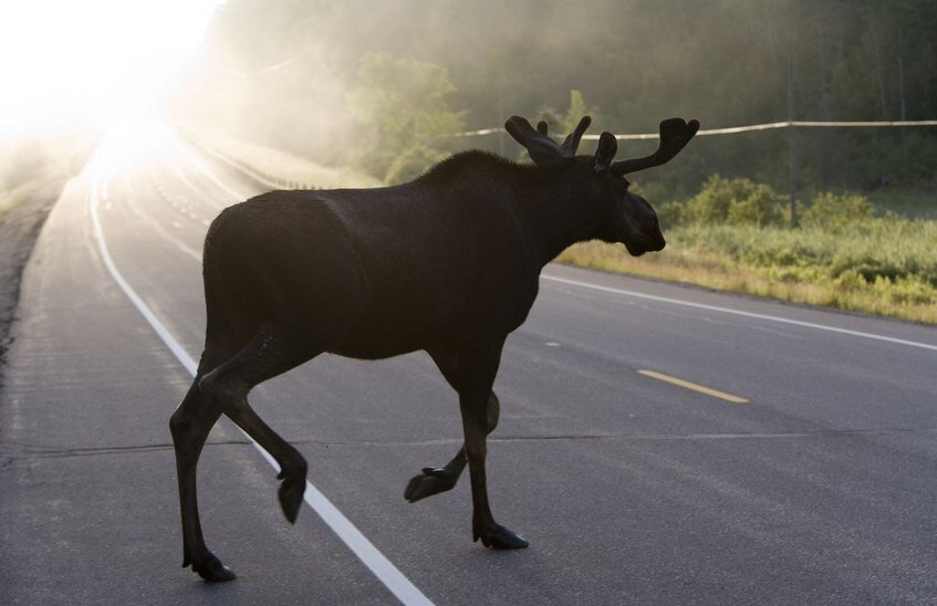 Вероятность выхода лосей на дорогу увеличилась