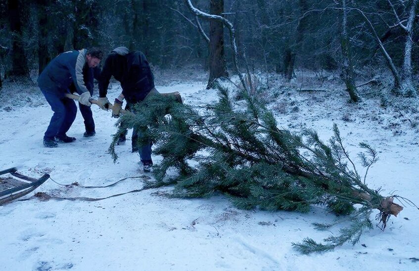 Штраф до 500 тысяч рублей грозит за незаконную вырубку ёлок