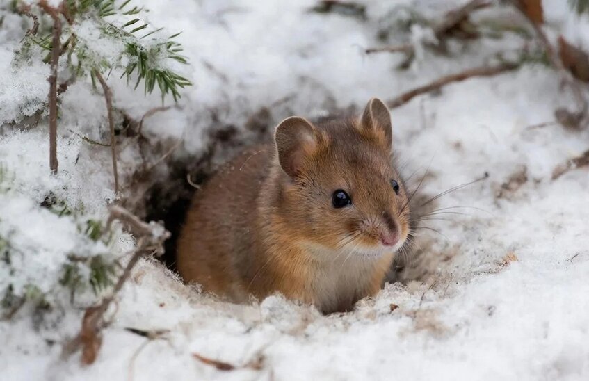 Заболеваемость мышиной лихорадкой выросла в Сарове в 2,5 раза