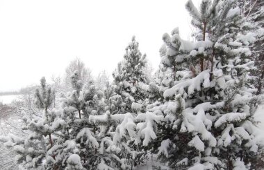 В лесах введен режим усиленного контроля для защиты от незаконной вырубки елей