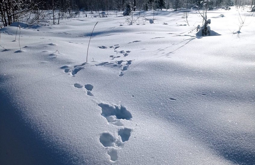 Популяции лося и косули увеличились в Нижегородской области