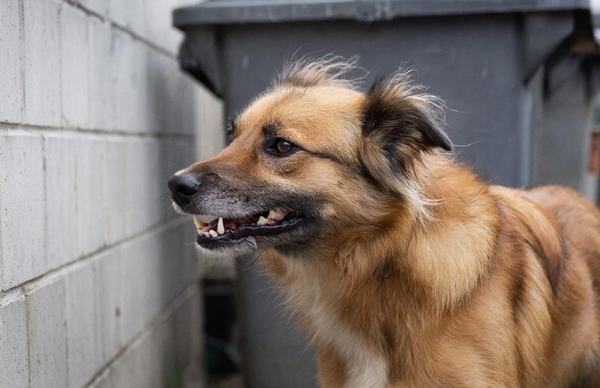 Животные стали чаще кусать саровчан