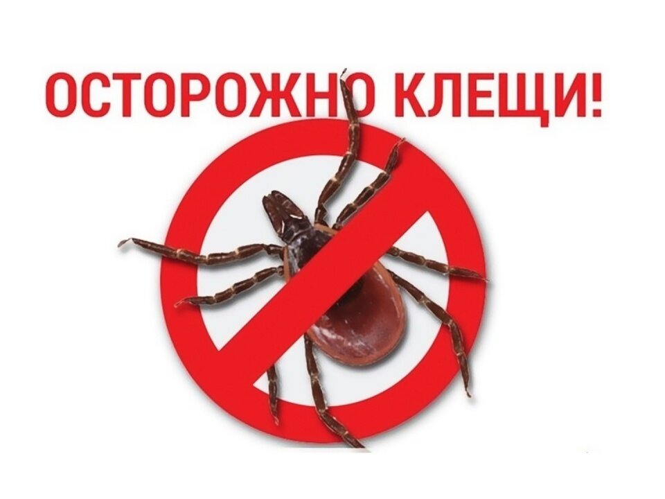 273 саровчанина пострадали от клещей с апреля